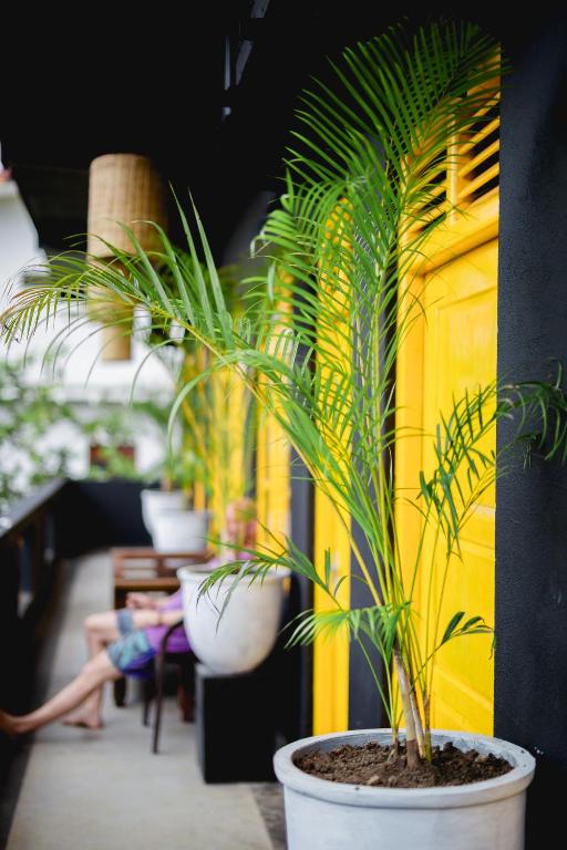 Palms and yellow shutters along the corridor at Mellow Bay